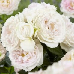 'Herkules' Shrub Rose