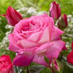 'Patio Hit Dafne' Patio Shrub Rose -Roots Plants Shop visi116548 dafne