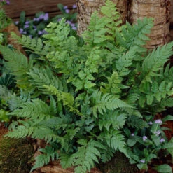 Black Wood Fern | Dryopteris Atrata