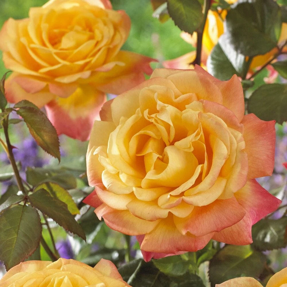 'Bright Smiles' Floribunda Rose 1 'Bright Smiles' Floribunda Rose