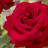 'Joyful Birthday' Hybrid Tea Rose