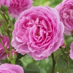 'Pink Martini' Hybrid Tea Rose -Roots Plants Shop visi129959 pink martini