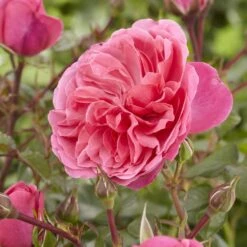 'Pure Poetry' Hybrid Tea Rose 6 'Pure Poetry' Hybrid Tea Rose -Roots Plants Shop visi130078 pure poetry