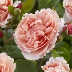 'Rachel' Hybrid Tea Rose -Roots Plants Shop visi130114 rachel