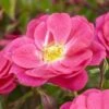 'A Rose For Heather' Climbing Rose