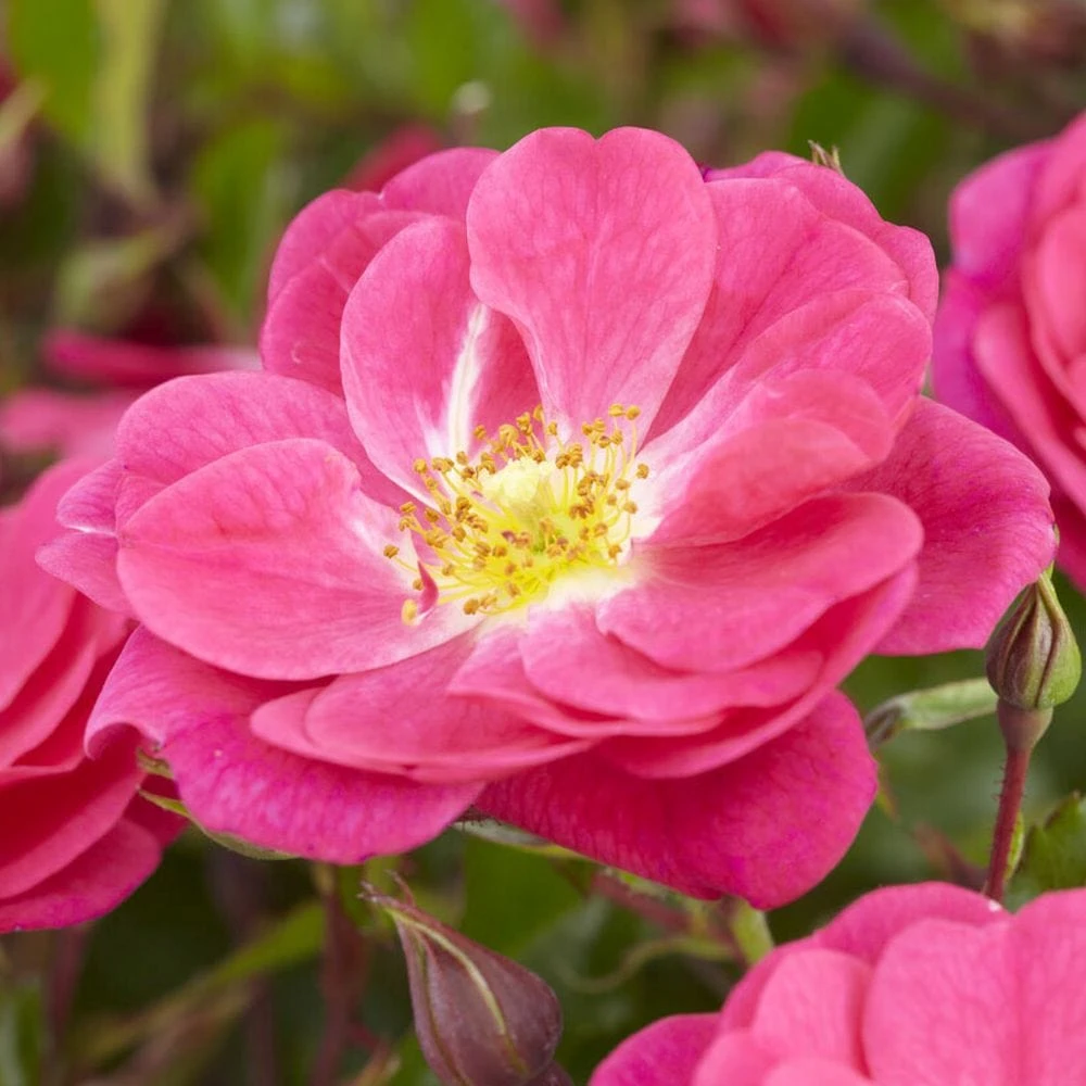 'A Rose For Heather' Climbing Rose 1 'A Rose For Heather' Climbing Rose