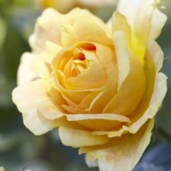 'Global Beauty (Candlelight)' Hybrid Tea Rose 6 'Global Beauty (Candlelight)' Hybrid Tea Rose -Roots Plants Shop visi130248 candlelight