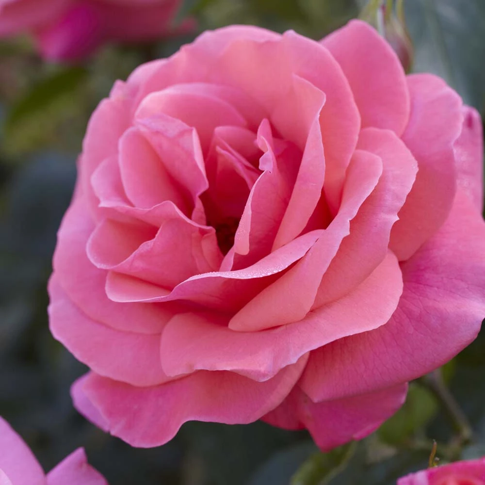 'Valentine Heart' Floribunda Rose 1 'Valentine Heart' Floribunda Rose