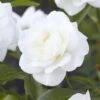 'Alaska' Climbing Rose