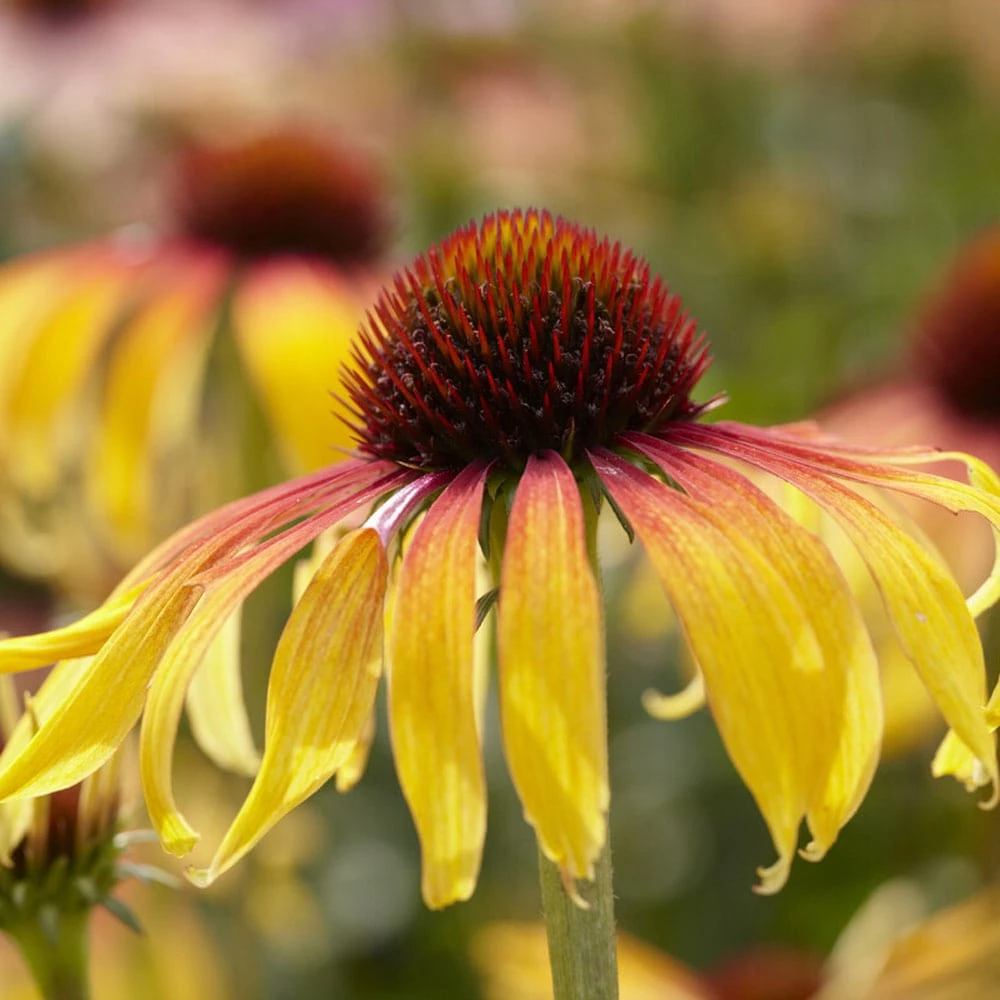 Echinacea 'SunSeekers Tequila Sunrise' 1 Echinacea 'SunSeekers Tequila Sunrise'