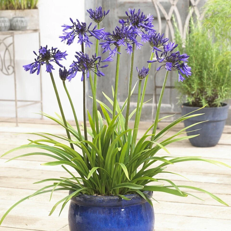 Agapanthus 'Star Quality' | 3L 2 Agapanthus 'Star Quality' | 3L - Image 2