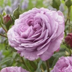 'Lavender Ice' Patio Shrub Rose -Roots Plants Shop visi150187 lavender ice