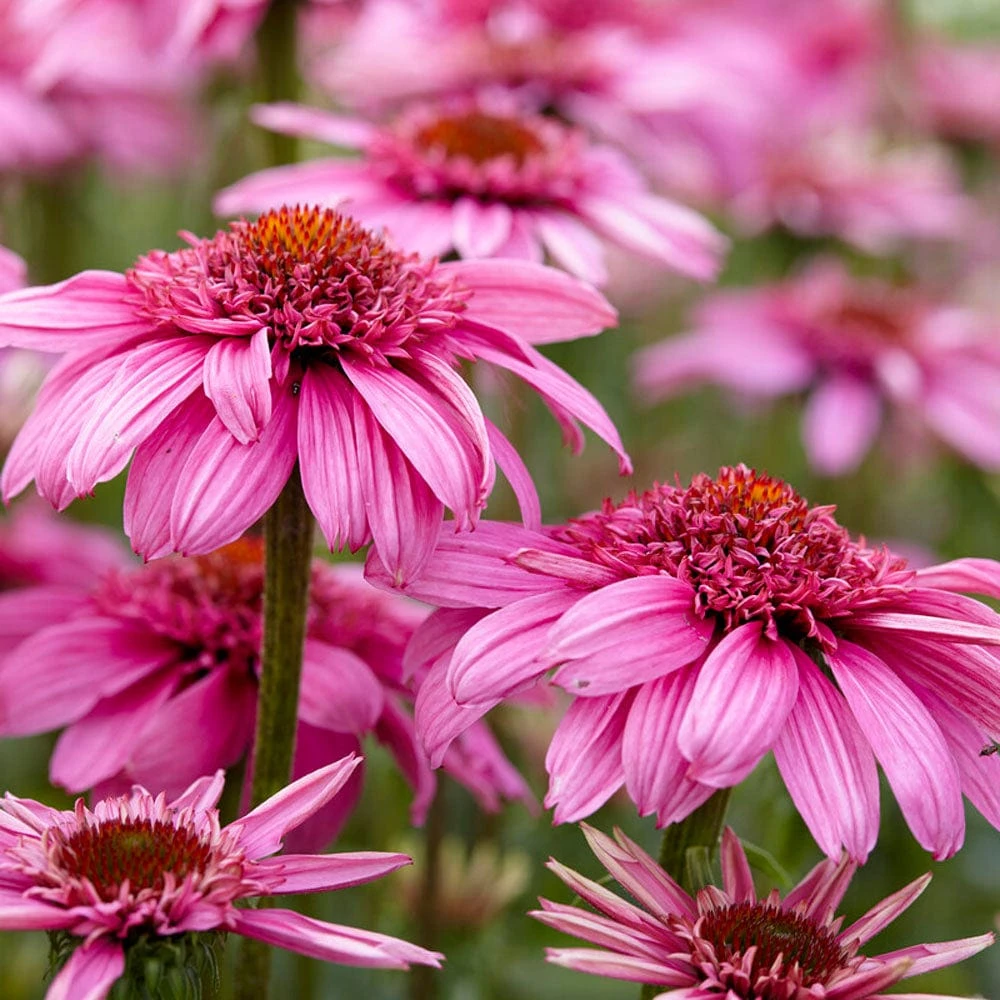 Echinacea 'SunSeekers Sweet Fuchsia' 1 Echinacea 'SunSeekers Sweet Fuchsia'