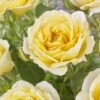 'Joyful Celebration' Hybrid Tea Rose