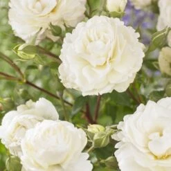 'Sweet Child Of Mine' Floribunda Rose -Roots Plants Shop visi163673 sweet child of mine