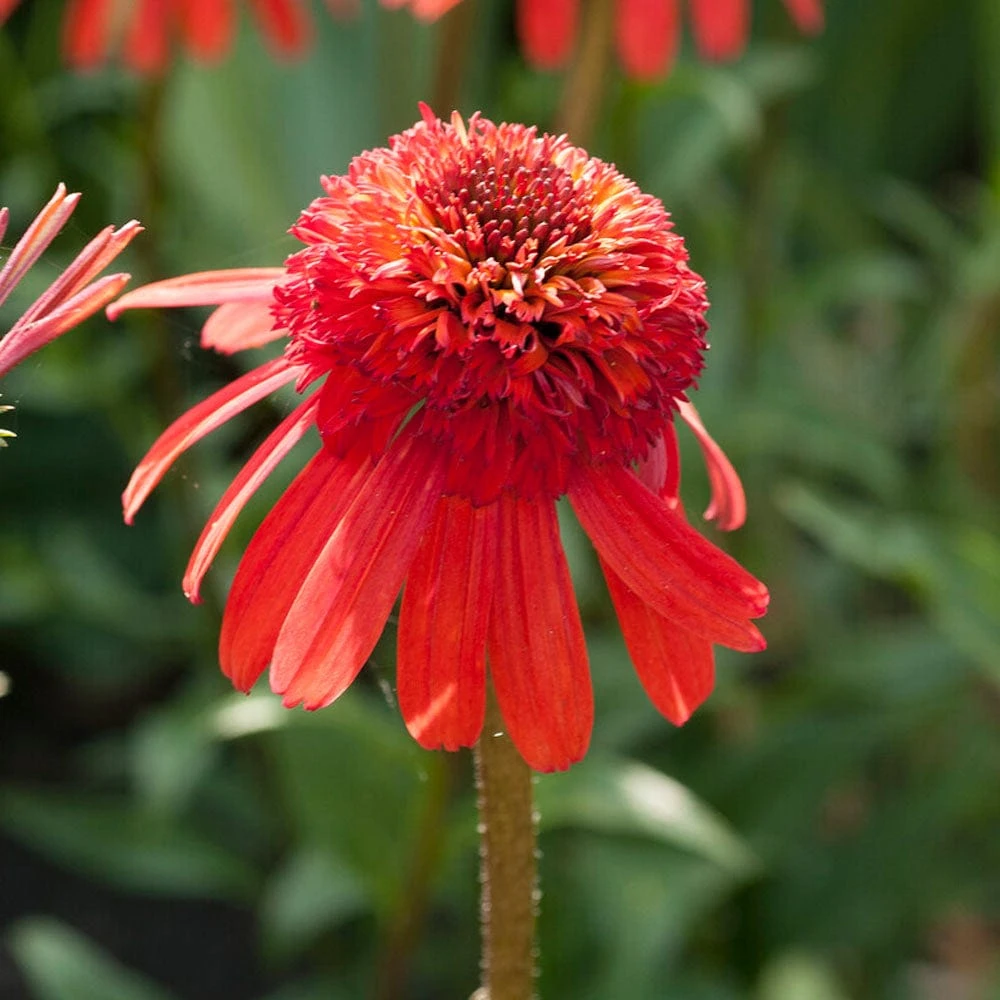 Echinacea 'Carrot Cake' 1 Echinacea 'Carrot Cake'