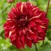 Dahlia Bohemian Spartacus
