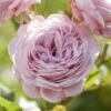 'Prince Jardinier' Floribunda Rose