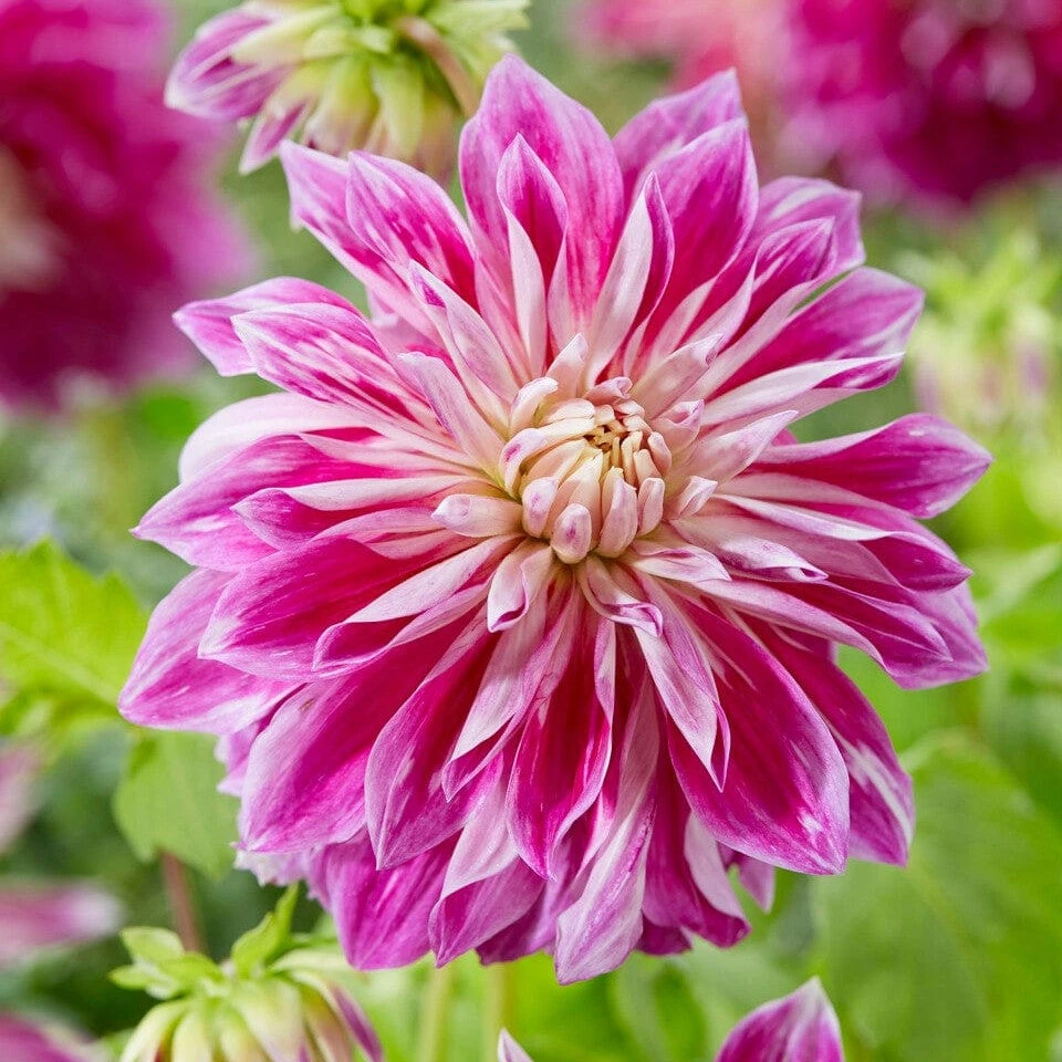 Dahlia 'Purple Explosion' 1 Dahlia 'Purple Explosion'