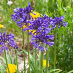 Agapanthus 'Navy Blue' | 7.5L