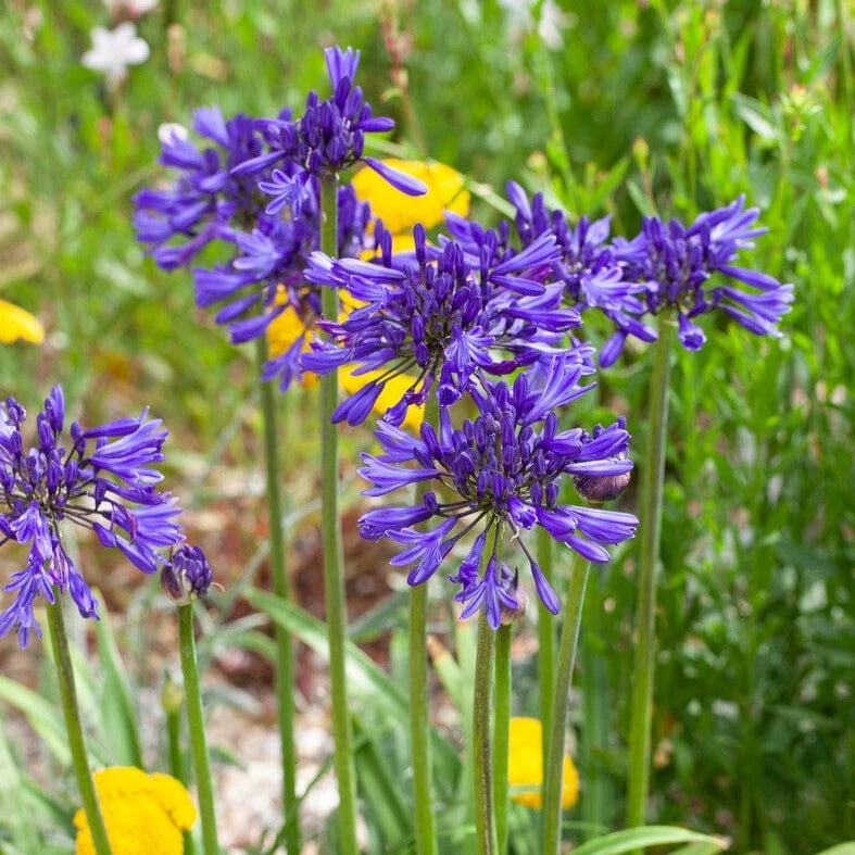 Agapanthus 'Navy Blue' | 3L 1 Agapanthus 'Navy Blue' | 3L