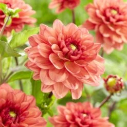 Dahlia 'Orange Girl' -Roots Plants Shop visi185618