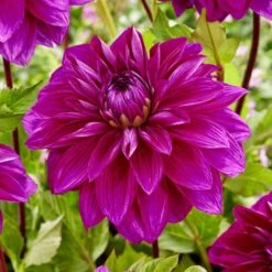 Dahlia 'Thomas Edison'