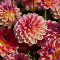 New Release 12 Dahlia 'Pacific View'