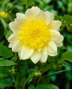 Dahlia 'Paso Doble' -Roots Plants Shop visi21985