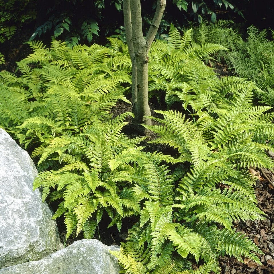 Tassel Fern | Polystichum Polyblepharum 3 Tassel Fern | Polystichum Polyblepharum - Image 3