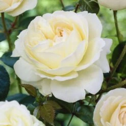 'Sirius' Bedding Rose -Roots Plants Shop visi25913 sirius