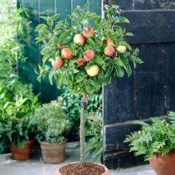 'Discovery' Semi-Dwarf Apple Tree -Roots Plants Shop visi28809 discovery