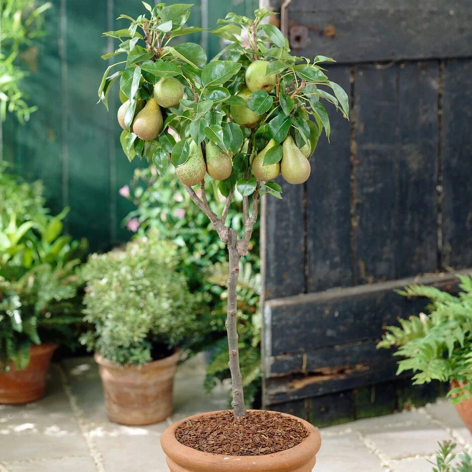 Award Winning Patio Fruit Tree Collection | Cherry, Pear & Plum | Growers' Choice 5 Award Winning Patio Fruit Tree Collection | Cherry, Pear & Plum | Growers' Choice - Image 5