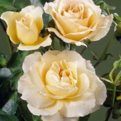 'Queen Bee' Floribunda Rose