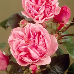 'Parade Cajsa' Patio Shrub Rose -Roots Plants Shop visi35074 cajsa