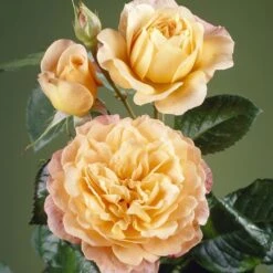 'Tropicana' Hybrid Tea Rose 6 'Tropicana' Hybrid Tea Rose -Roots Plants Shop visi35443 tropicana