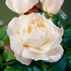 'Patio Hit Georgia' Patio Shrub Rose -Roots Plants Shop visi35488 georgia