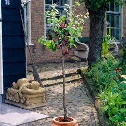 Award Winning Patio Fruit Tree Collection | Cherry, Pear & Plum | Growers' Choice 12 Award Winning Patio Fruit Tree Collection | Cherry, Pear & Plum | Growers' Choice -Roots Plants Shop visi35980 victoria