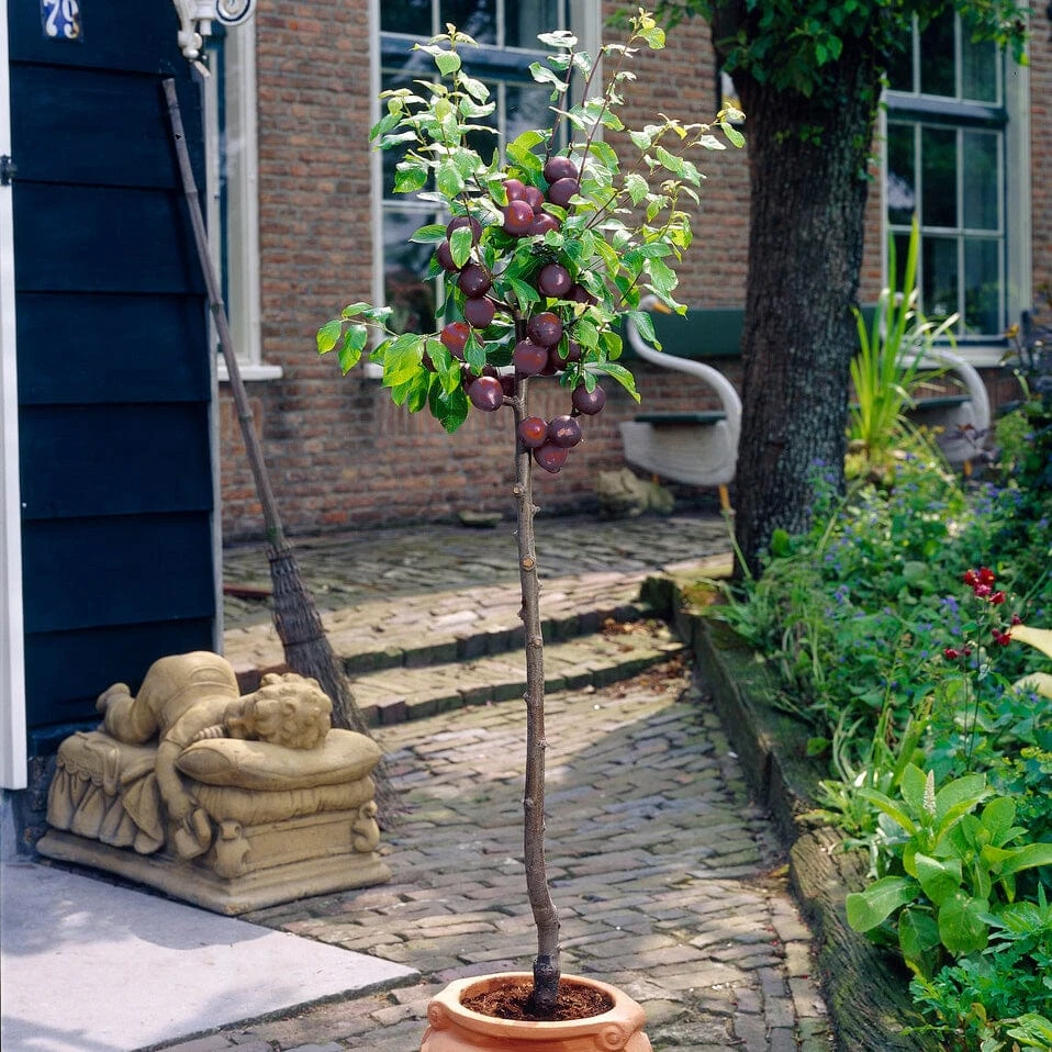 Award Winning Patio Fruit Tree Collection | Cherry, Pear & Plum | Growers' Choice 4 Award Winning Patio Fruit Tree Collection | Cherry, Pear & Plum | Growers' Choice - Image 4