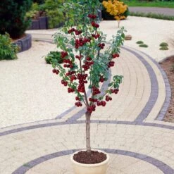 Award Winning Patio Fruit Tree Collection | Cherry, Pear & Plum | Growers' Choice 11 Award Winning Patio Fruit Tree Collection | Cherry, Pear & Plum | Growers' Choice -Roots Plants Shop visi35989
