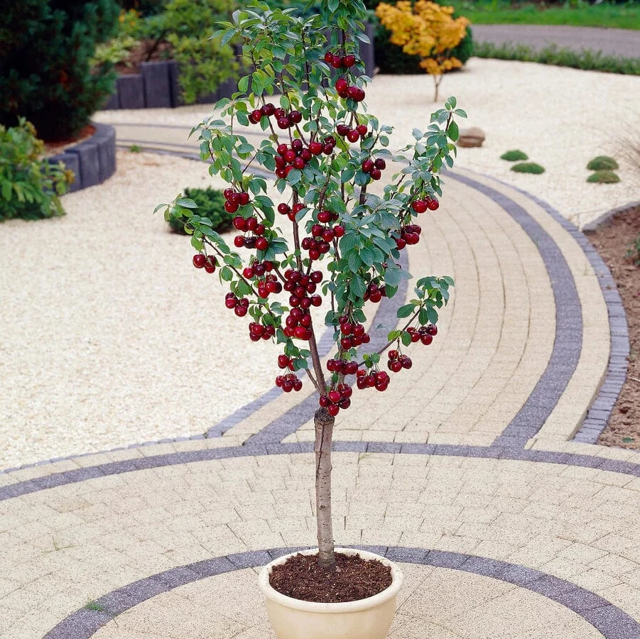 Award Winning Patio Fruit Tree Collection | Cherry, Pear & Plum | Growers' Choice 3 Award Winning Patio Fruit Tree Collection | Cherry, Pear & Plum | Growers' Choice - Image 3