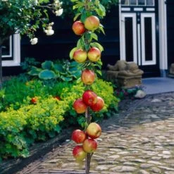James Grieve Apple Tree | Dwarf Rootstock -Roots Plants Shop visi35996