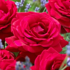 'Parade Karla' Patio Shrub Rose -Roots Plants Shop visi36032 karla