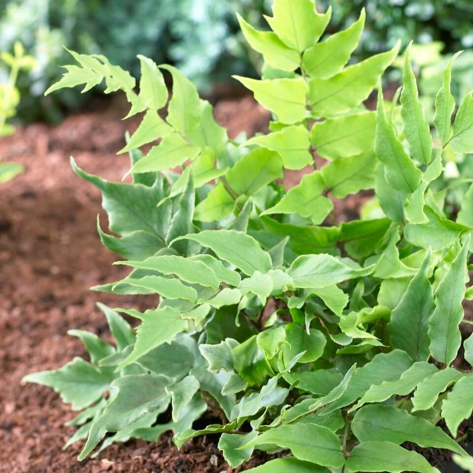 Holly Fern | Cyrtomium Clivicola 1 Holly Fern | Cyrtomium Clivicola