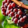 'Autumn Royal' Seedless Grape Vine