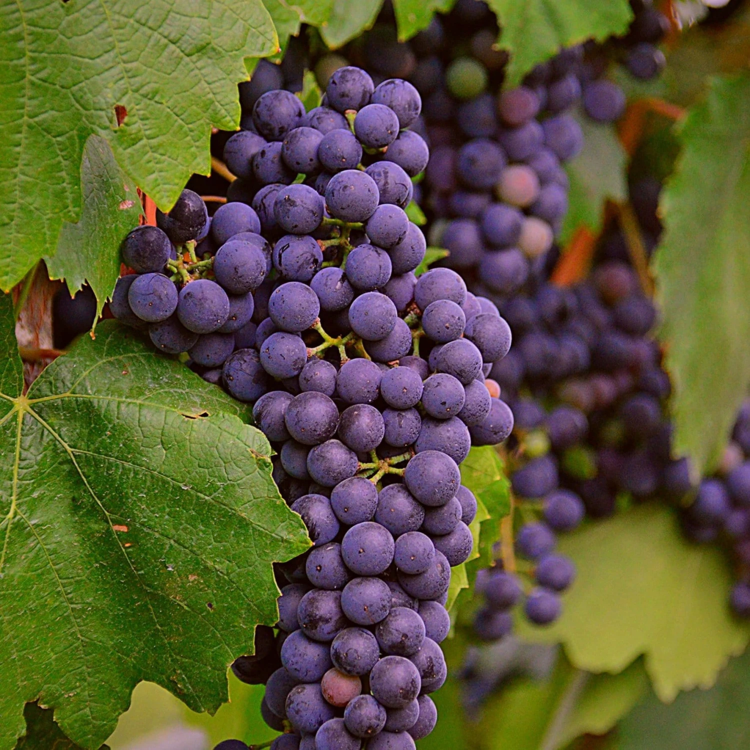 'Regent' Grape Vine 1 'Regent' Grape Vine