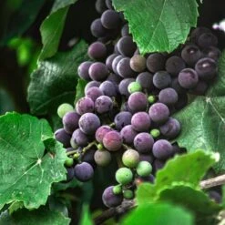 Roots Plants Shop -Roots Plants Shop vitisstrawberry2