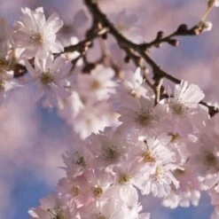 White Winter Flowering Cherry Tree | Prunus Subhirtella 'Autumnalis' -Roots Plants Shop whitewinter 2
