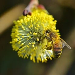 Best Mixed Native Wildlife Hedging | Growers' Choice 15 Best Mixed Native Wildlife Hedging | Growers' Choice -Roots Plants Shop willow tortousa