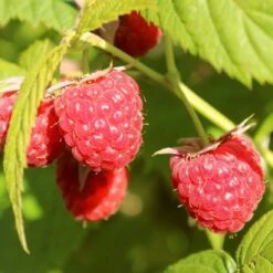 'Yummy' Patio Raspberry Plant 10 'Yummy' Patio Raspberry Plant -Roots Plants Shop yummy1
